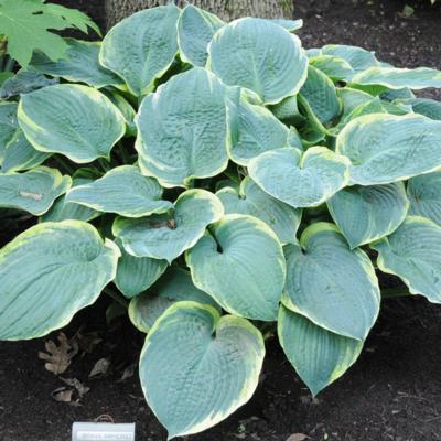 Hosta 'Brave Amherst'